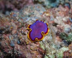 Pseudoceros ferrugineus