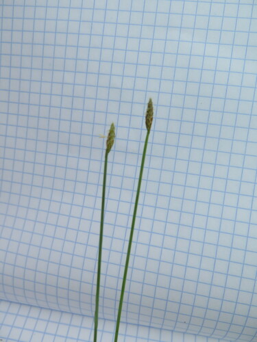 Eleocharis wichurae iNat (1)