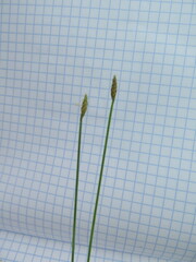 Eleocharis wichurae
