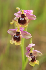 Ophrys tenthredinifera