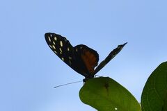 Heliconius
