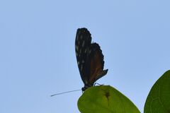 Heliconius