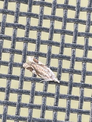 Euphona euphona