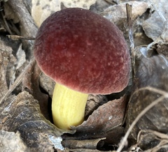Hortiboletus campestris