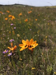 Ixia maculata