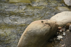 Lamelligomphus formosanus