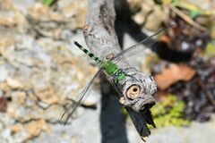 Erythemis vesiculosa