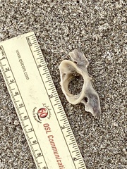 Vertebrata