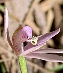 Caladenia