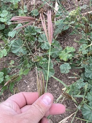 Chloris virgata