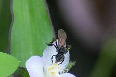 Trigona fulviventris