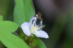 Trigona fulviventris