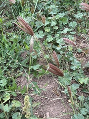 Chloris virgata