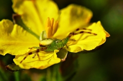 Australomisidia pilula