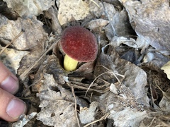 Hortiboletus campestris