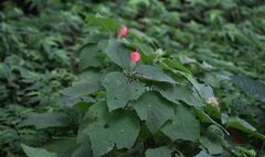 Malvaviscus arboreus