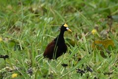 Jacana spinosa