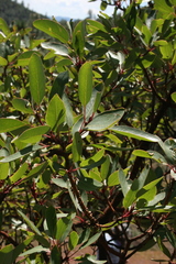 Arbutus