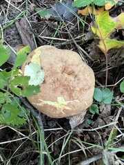 Butyriboletus brunneus