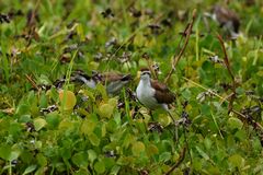 Jacana spinosa