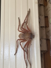 Neosparassus diana