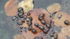 Physa