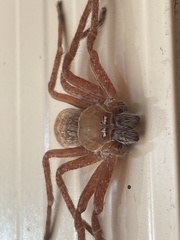 Neosparassus diana