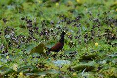 Jacana spinosa