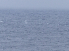 Megaptera novaeangliae