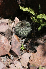 Coryphantha compacta