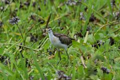 Jacana spinosa