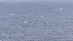 Megaptera novaeangliae