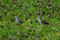 Jacana spinosa