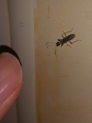 Myodocha serripes