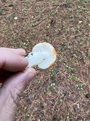 Russula paludosa
