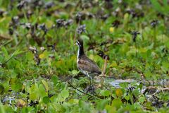 Jacana spinosa