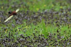 Jacana spinosa