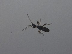 Myodocha serripes