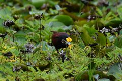 Jacana spinosa