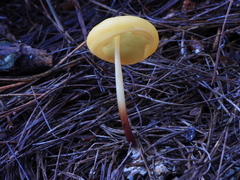Hymenogloea papyracea