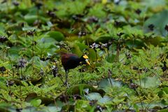 Jacana spinosa