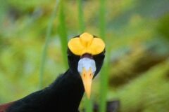 Jacana spinosa