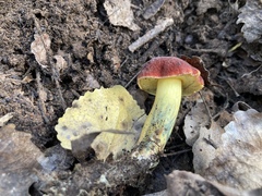 Hortiboletus campestris