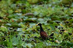 Jacana spinosa