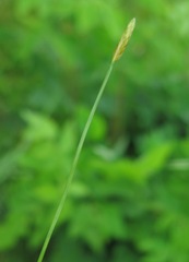 Eleocharis wichurae