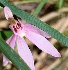 Caladenia