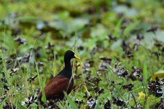 Jacana spinosa