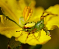 Australomisidia pilula
