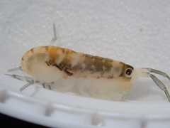 Megalorchestia pugettensis