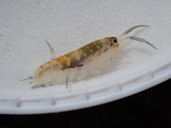 Megalorchestia pugettensis